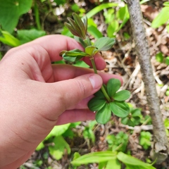 Galium maximowiczii