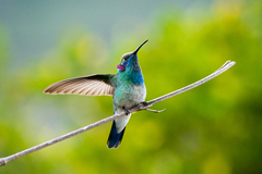 White-Vented Violetear photo 3