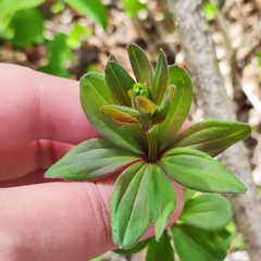 Galium maximowiczii