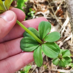Galium maximowiczii