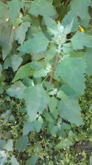 Chenopodium album