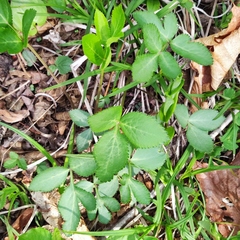 Angelica decursiva