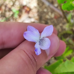 Viola acuminata