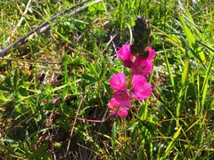 Sidalcea oregana eximia