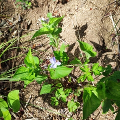 Viola acuminata