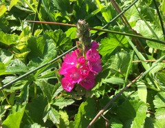 Sidalcea oregana eximia