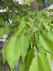 Ulmus rubra