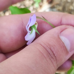 Viola acuminata
