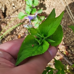 Viola acuminata