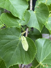 Tilia cordata