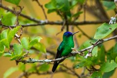 Thalurania glaucopis