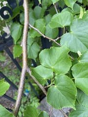 Tilia cordata
