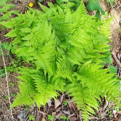 Athyrium yokoscense