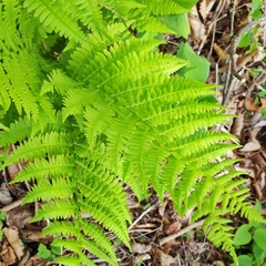 Athyrium yokoscense