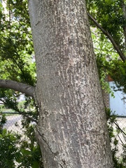 Tilia cordata