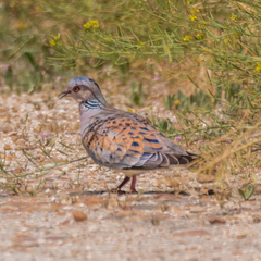 Streptopelia turtur