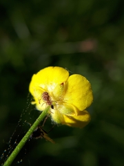 Nigma flavescens