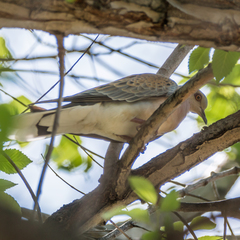 Streptopelia turtur