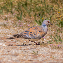 Streptopelia turtur