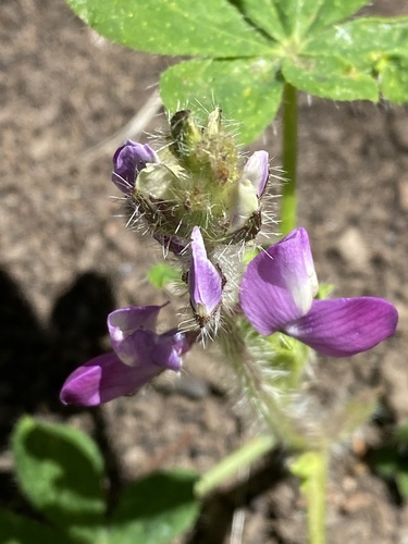iNaturalist observation photo of Stinging Lupine