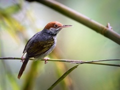 Orthotomus derbianus