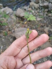 Crepis multicaulis