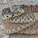Pine, Gopher, and Bullsnakes - Photo (c) David Martin, some rights reserved (CC BY-NC), uploaded by David Martin