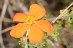 Balbisia miniata