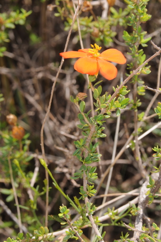 Balbisia miniata (Balbisia miniata)