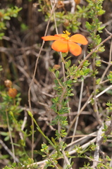 Balbisia miniata