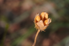 Balbisia miniata