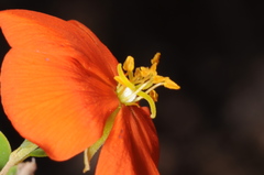 Balbisia miniata
