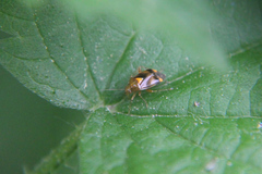 Liocoris tripustulatus