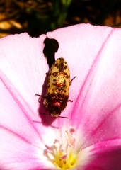 Acmaeodera pilosellae