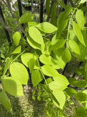 Fraxinus pennsylvanica