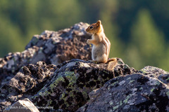 Callospermophilus lateralis chrysodeirus