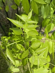 Fraxinus pennsylvanica