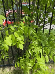 Fraxinus pennsylvanica