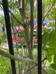 Fraxinus pennsylvanica