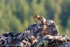 Callospermophilus lateralis chrysodeirus