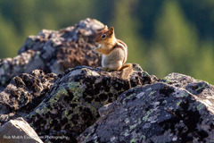 Callospermophilus lateralis chrysodeirus