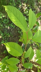 Prunus padus