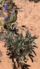 Penstemon pachyphyllus congestus