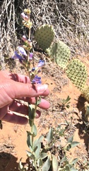 Penstemon pachyphyllus congestus