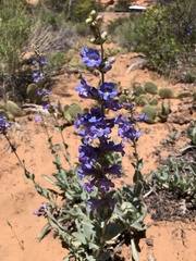 Penstemon pachyphyllus congestus