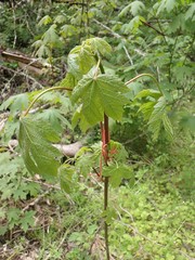 Acer macrophyllum