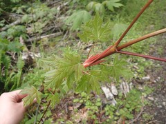 Acer macrophyllum