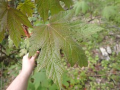 Acer macrophyllum