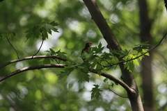 Catharus fuscescens