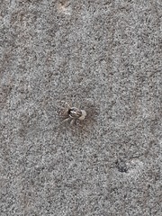 Menemerus semilimbatus